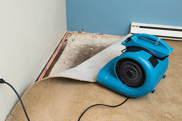 Best Professional water damage repair  in Triana, AL